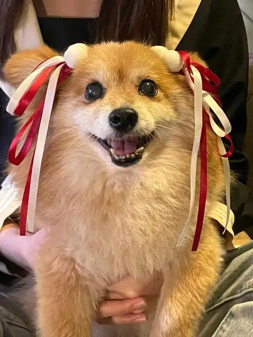 全世界最可爱的小狗