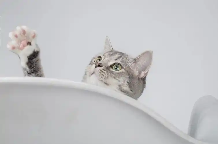 标斑美短猫多少钱一只,美短标斑和虎斑哪个