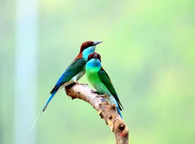 良禽择木而栖,"最美小鸟"现身最美湿地