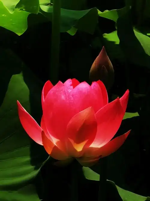 映日荷花别样红