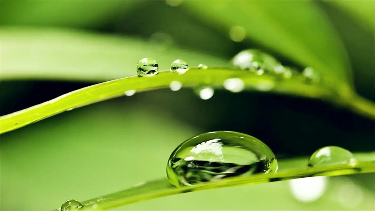 晶莹剔透的水滴绿色护眼图片风景桌面壁纸下载