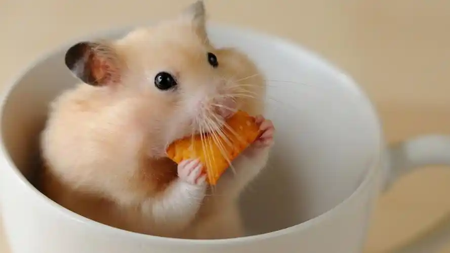 回车桌面>电脑壁纸>动物>一只偷吃饼干的可爱呆萌调皮小仓鼠> > 电脑