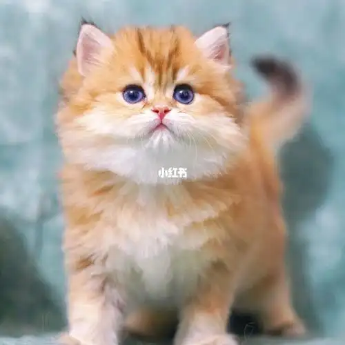 北京金渐层猫咪找新家