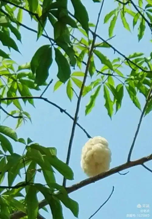 其它 美丽异木棉 写美篇      美丽异木棉的果实