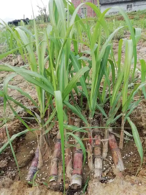 揭秘:甘蔗的一生,也不能活成自己想要的样子-搜狐大视野-搜狐新闻