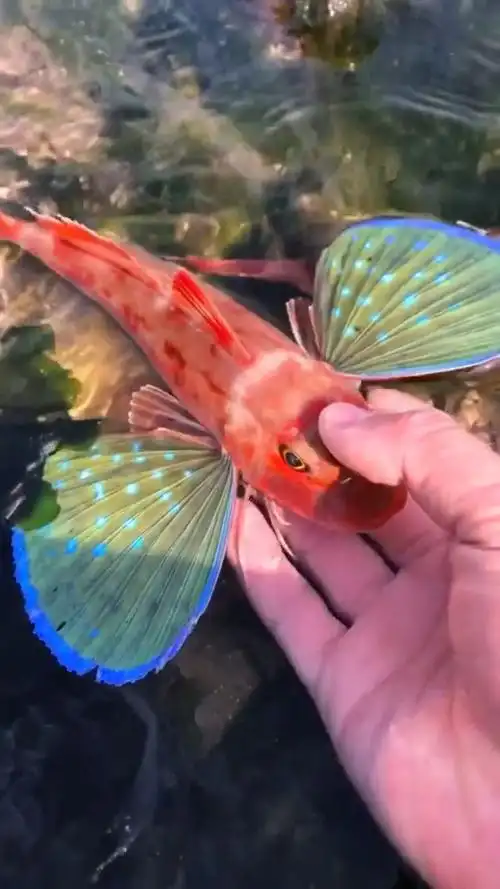 这种鱼有一双美丽的翅膀,我们叫他红娘子