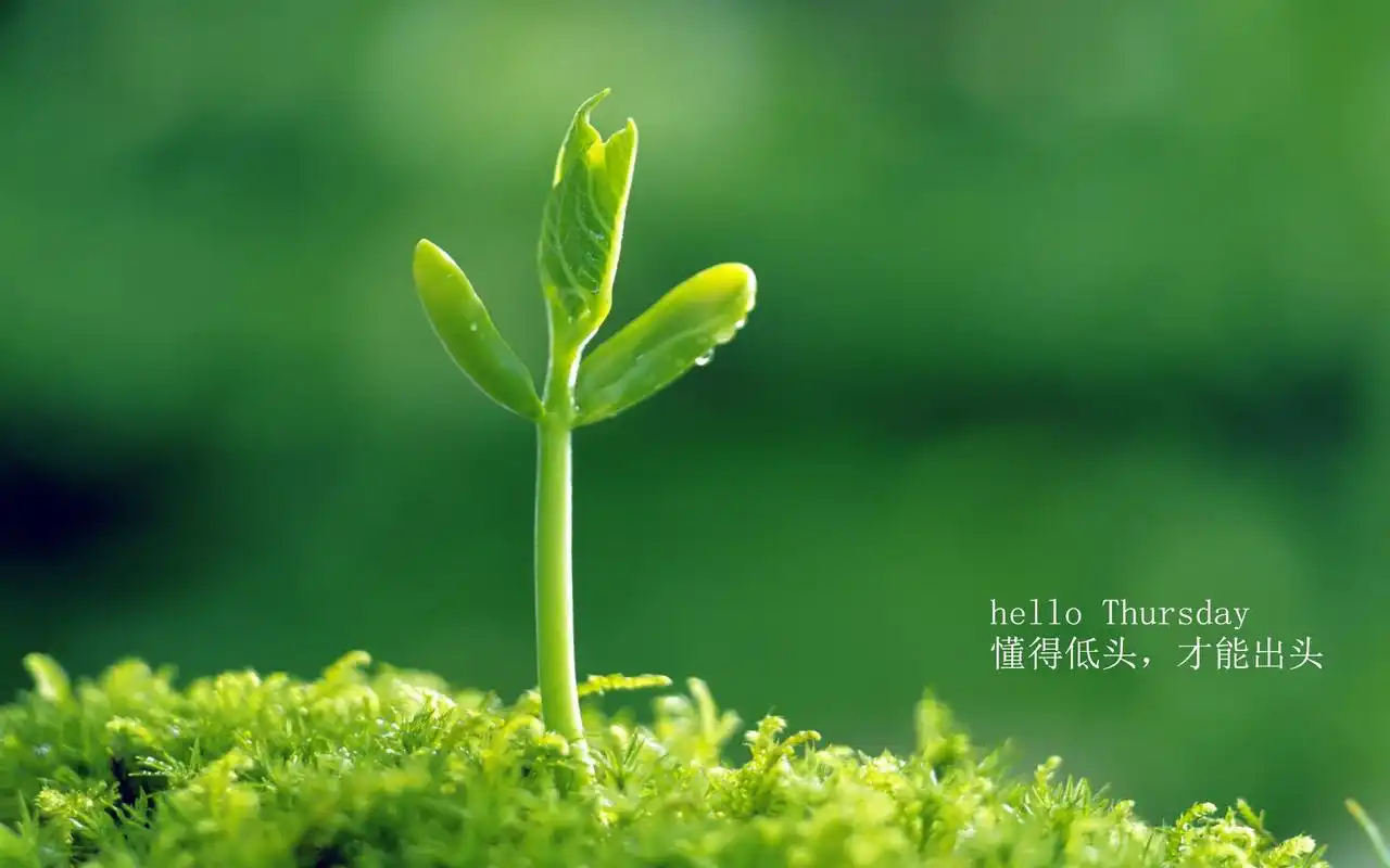 唯美文字每日心语清新绿色植物护眼桌面壁纸图片下载