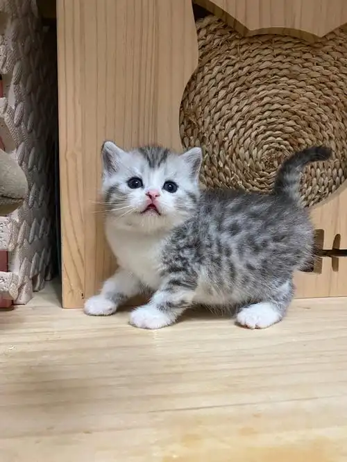 银白英短猫弟弟找家长有偿领养