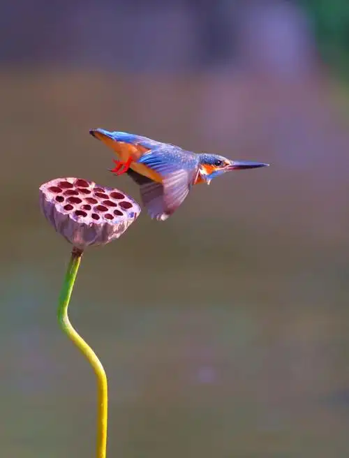 今日午拍普通翠鸟