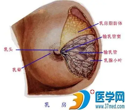 20个乳腺叶,每个腺叶有一条输乳管开口于乳头输乳管在近乳头处膨大