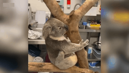 尝试安装假肢失败后, 强叔给胜利带来了一个礼物: 有了新装备, 爬树