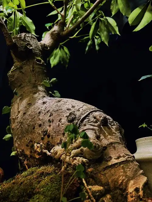 英雄花木棉树盆景