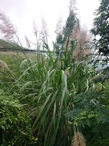 我们这儿叫巴毛你们那儿呢