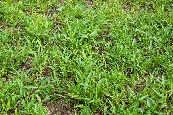 烂草医讲故事——白前