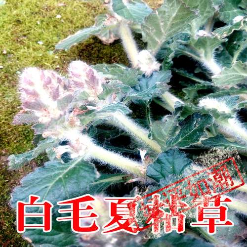 深山中药材白毛夏枯草散血草破血丹苦草白头翁筋骨草新鲜500g推荐