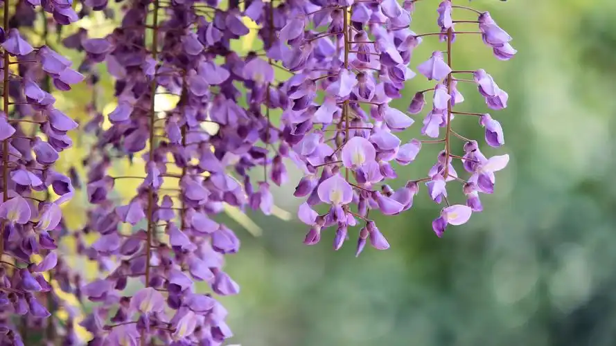 紫藤,枝条,紫色的花朵微距摄影 桌布 - 1920x1080 全高清