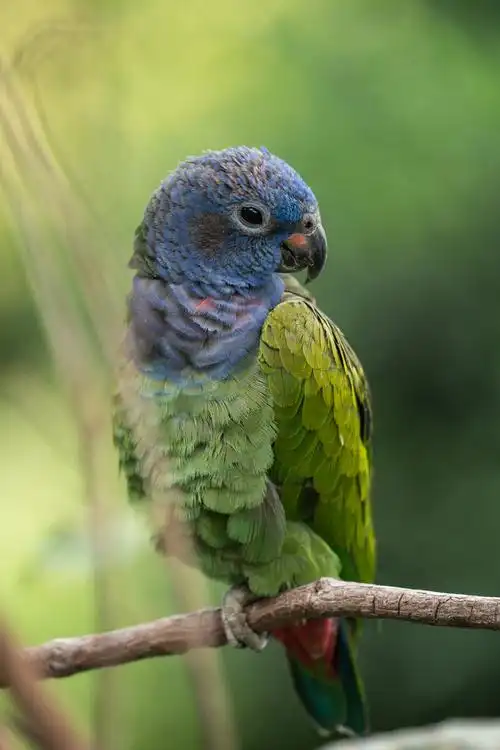蓝头鹦鹉