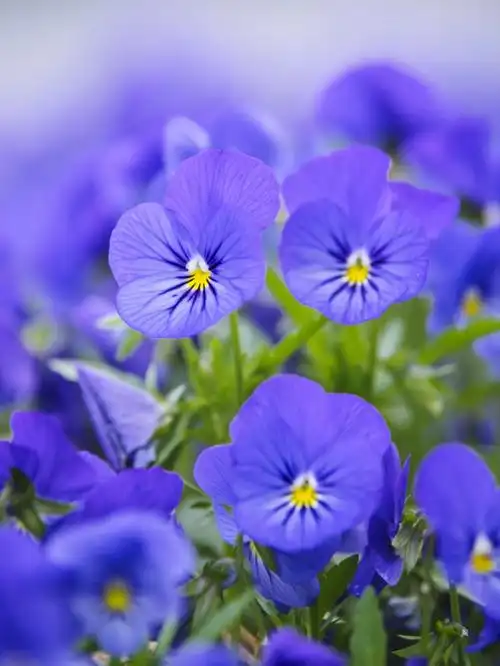 春日赏花紫蓝色角堇