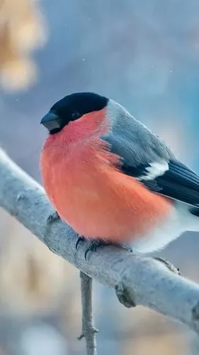 红色和黑色羽毛的鸟,树枝 iphone 壁纸