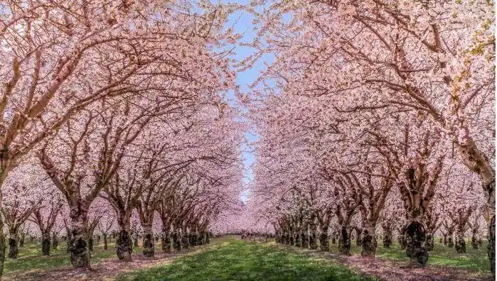 杭州西湖区双浦海星生态乐园,2019年首届樱花花海文化节.