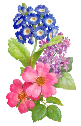 【ps免抠素材】※※※※史上最全的花类png透明素材293p※※※※_ps吧