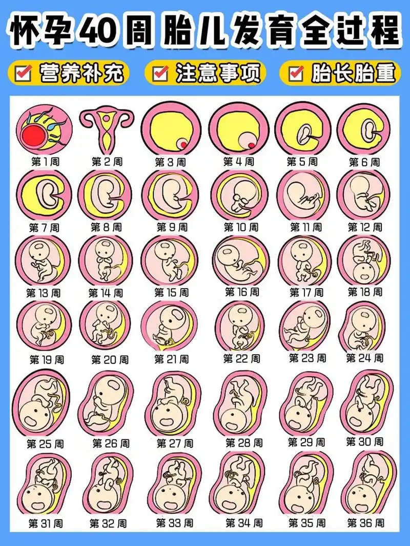 怀孕1-40周胎儿发育全过程!