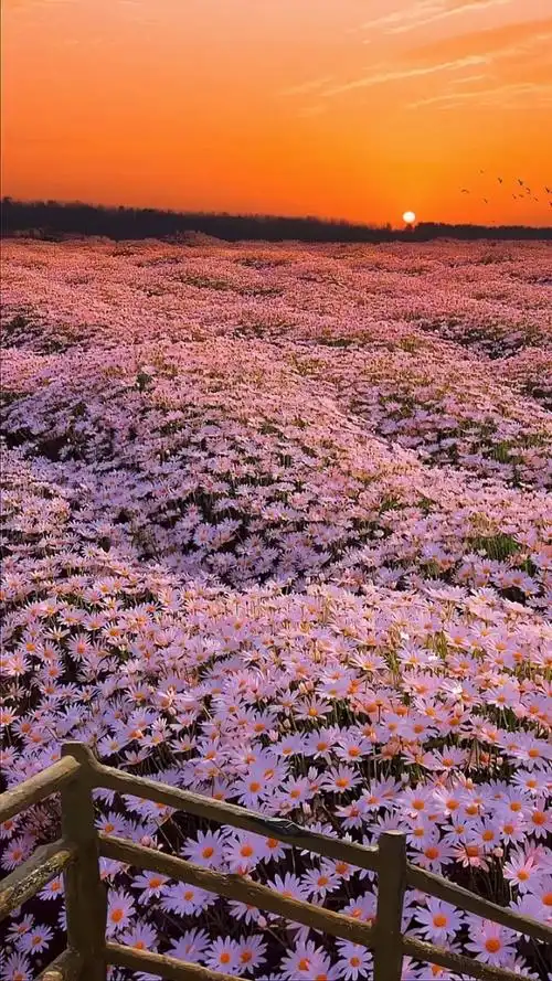 159_将所有的温柔与爱意化作这片花海赠予你#动态壁纸