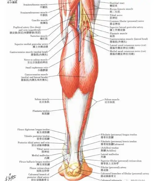缓解身材焦虑:腿型篇 腿不直?会水肿?肌肉腿?