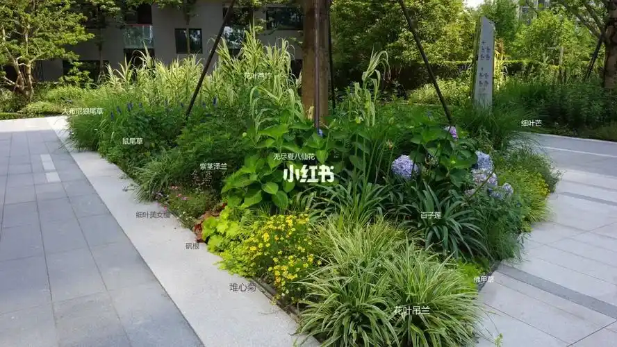 雨水花园植物配置