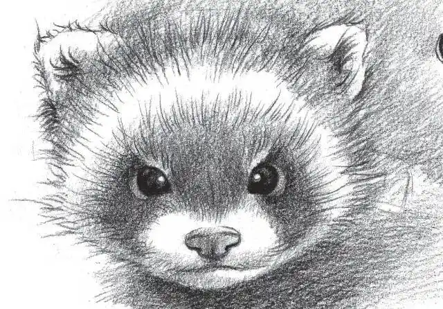 素描如何画一只呆萌的小动物?