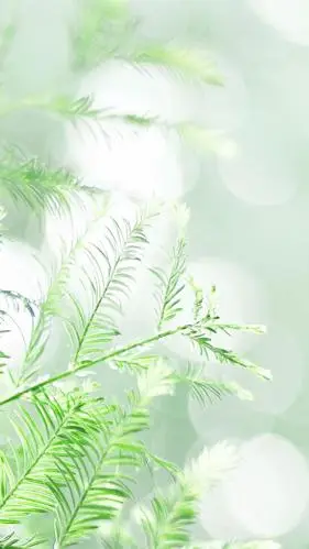 小清新治愈系的护眼植物,高清图片,手机锁屏桌面-壁纸族