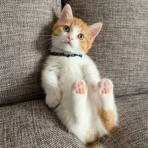 日本小奶猫成精,因呆萌睡姿爆红网络无印高清组图