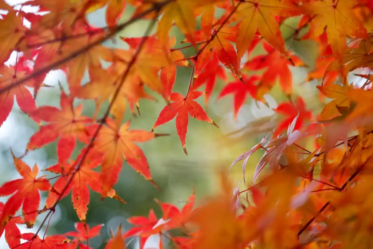 秋天,黄浦区的这个公园枫叶美如画