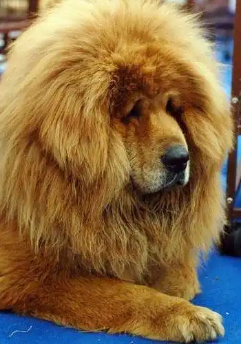 世界上仅存2只可怕又凶残的藏獒之王鬼獒