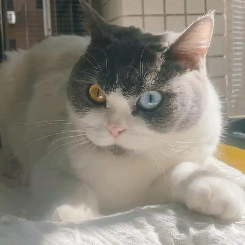 加菲跟英短蓝白配种会生出什么样 加菲在没注意的时候把蓝白上了