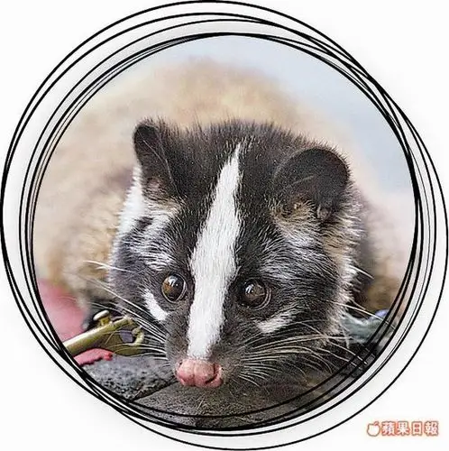 [彩妆] 巨星最爱的白鼻心底妆