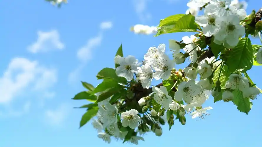 清新唯美各色樱花高清桌面壁纸