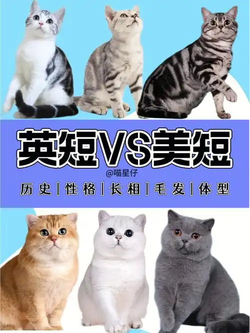 新手养猫选猫品种|英短美短的区别|建议收藏