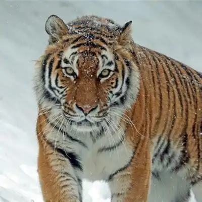 微信小老虎_微信小老虎状态怎么设置2022已更新(今日/图集)-ur建站