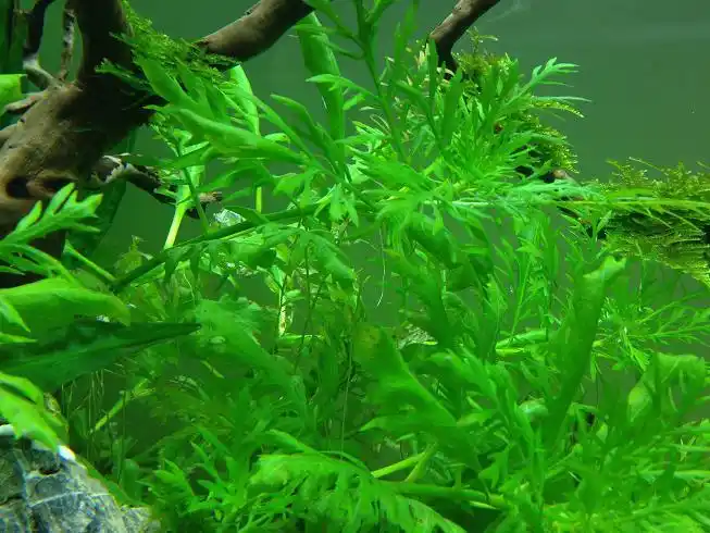 十字牛顿 009.jpg