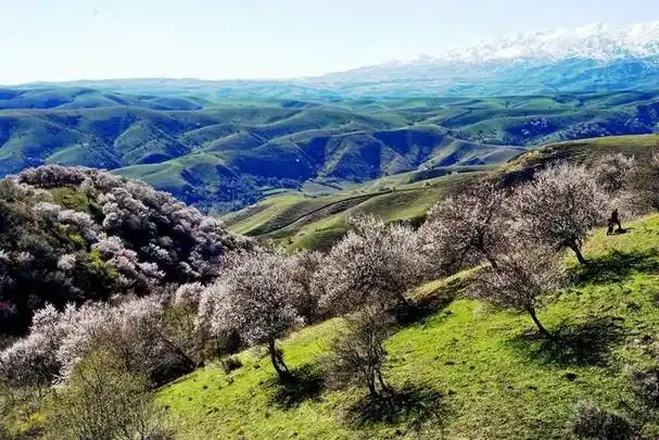 中华福寿山旅游区位于伊犁州霍城县大西沟乡境内,是集生态观光,文化