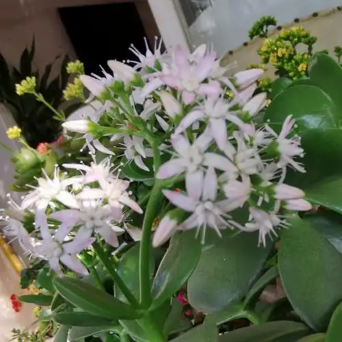 玉树花开又一春