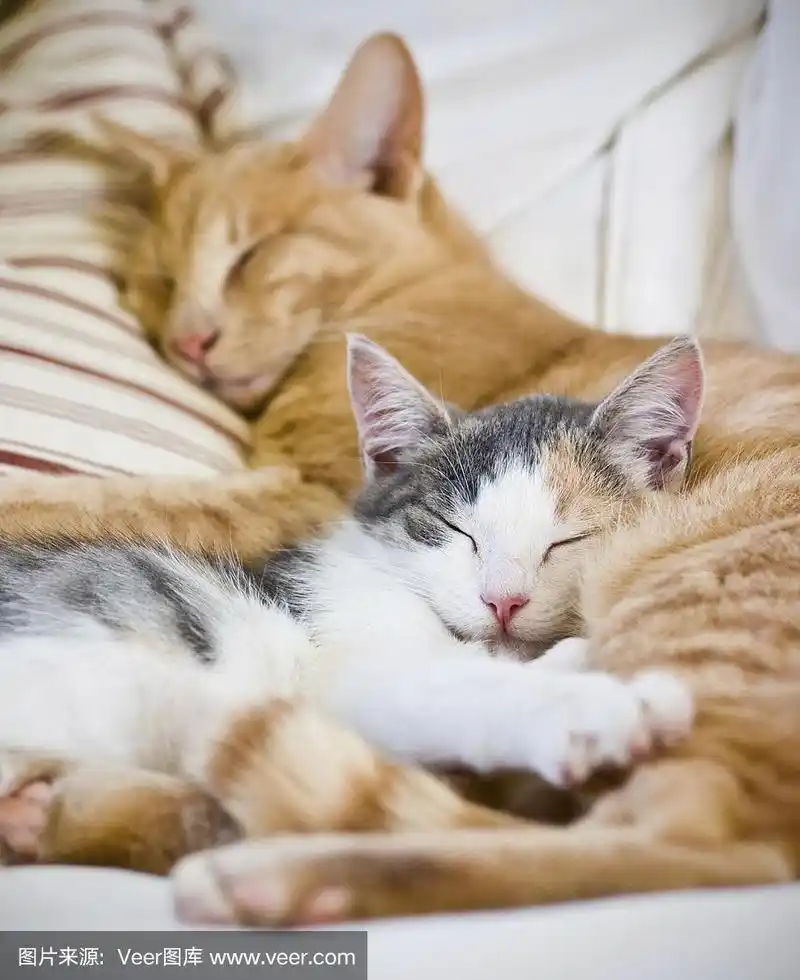 两只猫睡在一起的条纹枕头
