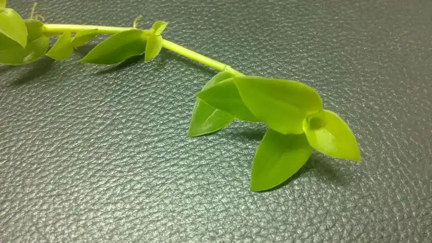 俗名叫"救命草"问大家学名是什么?据说有治疗糖尿病的功效.