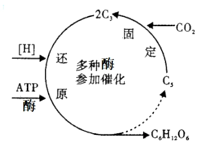如图为绿色植物进行光合作用的暗反应阶段示意图下列相关叙述错误的是