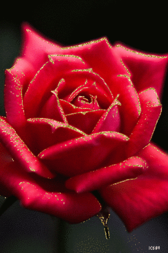 gif# #鲜花# #玫瑰# 灬铃兰灬采集