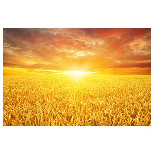 狮新中式光客厅卧室墙贴装饰画稻田麦穗稻子风景画自粘壁画 丰收麦田