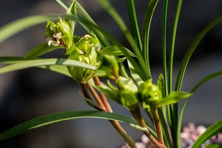 贵州野生兰花珍稀品种(春兰)