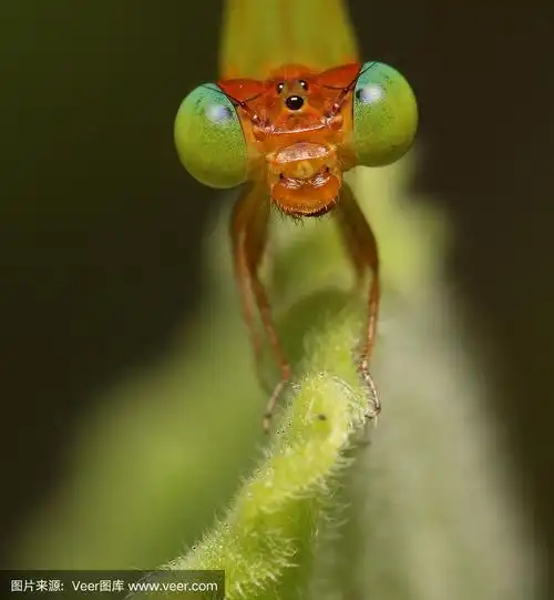 蜻蜓,复眼,动物躯干,垂直画幅,野生动物