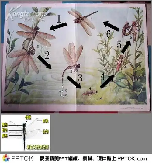 幼儿园中班科学《蜻蜓》ppt课件